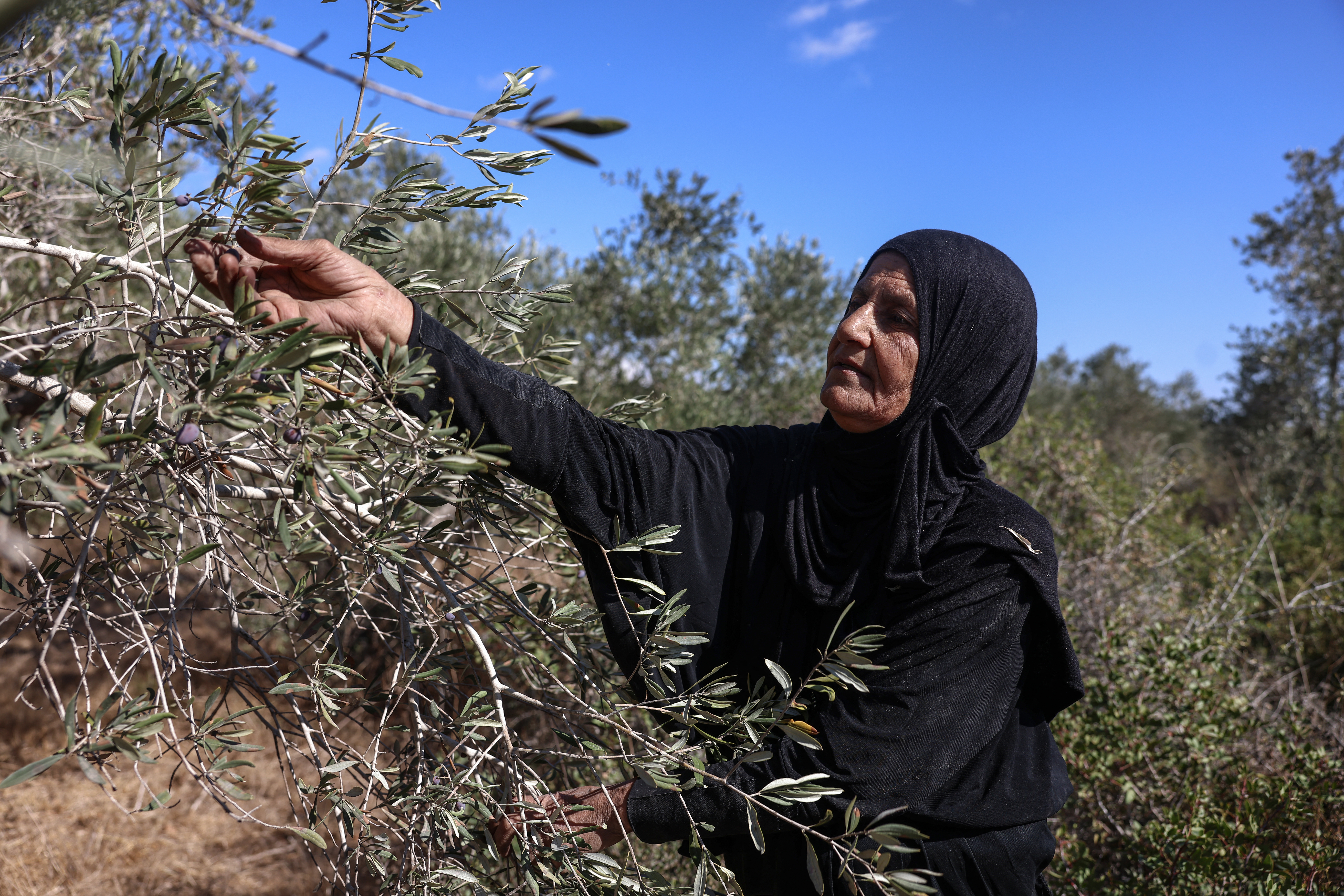 A Palestinian woman picks olives during the harvest season in the Palestinian-owned olive groves in the village of Rantes near Ramallah, in the Israeli-occupied West Bank, October 6, 2026.